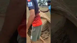 Pitch making video 💥🥳🎉| cricket 🥳#cricket #cricketlover #trending #villagelife #cricket #shorts