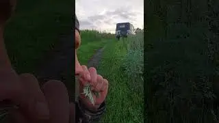 полынь