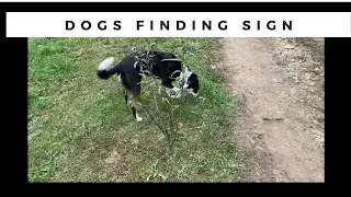 Coyote Trapping:  Scouting with dogs