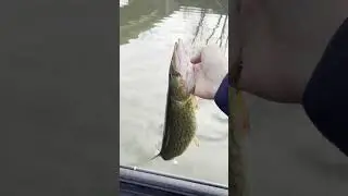 Big Chain Pickerel! #fishing #pickerel #bassfishing