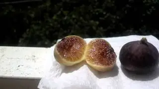 Figs from the mountains of Sparta,Greece