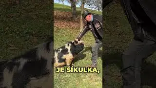 TAŤKA SI OCHOČIL MA&Scaron;IKA  #mma #rfa #valassketornado