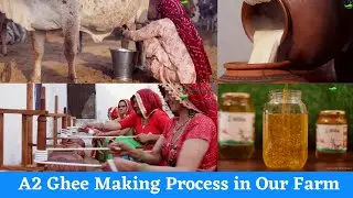 A2 Cow Ghee Making Full Process in Kasutam Farms🤩 || कसुतम्
