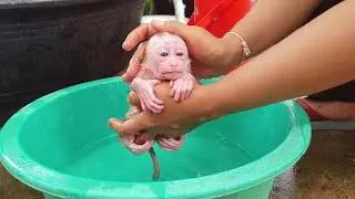 Little baby monkey girl just waked up and mom bathing for her look fresh