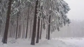 Der Wald im Winter