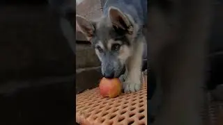 Why I Core Apples Before Feeding Them to My Dogs #shorts