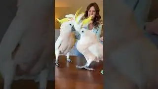 Идентичные танцевальные движения
