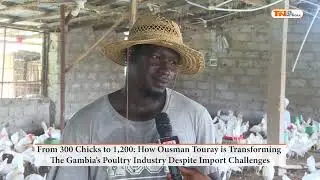 From 300 Chicks to 1,200  How Ousman Touray is Transforming The Gambia&rsquo;s Poultry Industry Despite Im