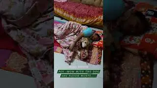PoV : Mother with the labrador dog she never wants #anju #labrador #dog
