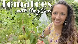 How to care for Tomatoes 🍅Pruning Tomatoes✂️ Staking Tomatoes🌿 Neem Oil & BT 🐛Tomato Propagation 🌱