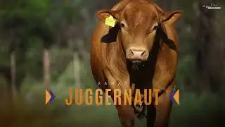LOT 25 | DM231200 | JUGGERNAUT