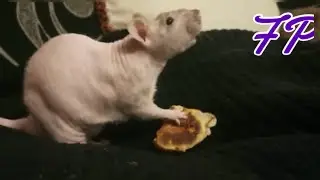 Pet RATS cute video do they like pancakes?