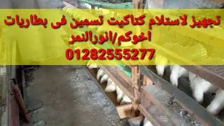 تجهيز لاستلام كتاكيت في بطاريات التسمين