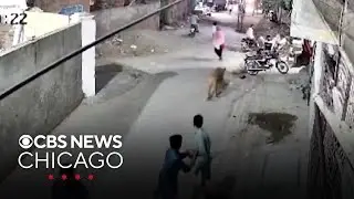 Escaped pet lion attacks woman and children in Pakistan