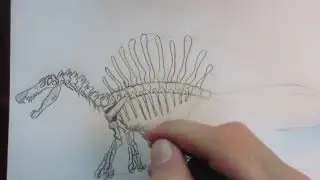 How to draw a Spinosaurus skeleton part 1.