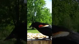 Grackles causing trouble at lunchtime