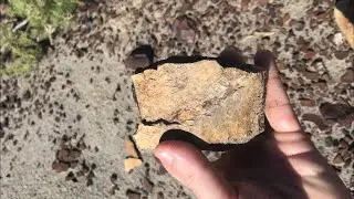 MORE BONES!! Centrosaurus Bonebed Hike at Dinosaur Provincial Park