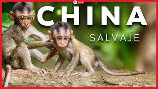 CHINA SALVAJE: Lugares Que Desafían La Lógica | EN VIVO