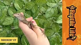 Super Cool Black Headed Monitors | Reptile Life
