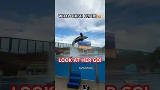 NALANI THE ORCA WHALE HIGH FLYER!😍 #seaworld #cuteanimals #orca #fy #fyp #shortsfunny #zoo #nalani