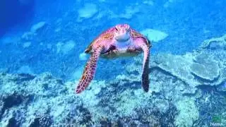Turtle slow motion c