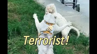 Is this cat secretly a terrorist?