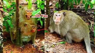 😱😰😥Omg....The King Monkey Attacking Oh yes screaming loudly.