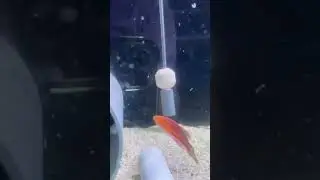 Wrasse Madness at BPK: Pin Tail, Mystery & Yellow Wrasse Steal the Show! 🌈🐠 #wrasse #fish #aquarium