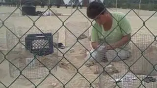San Jose del Cabo Sea Turtle Hatchery 1