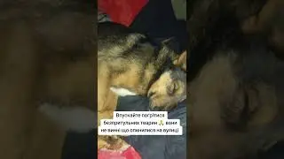 4441111055193803 на корм для безпритульних