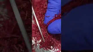 Hand-harvested from the finest farms, our saffron threads are a testament to quality.  #saffron