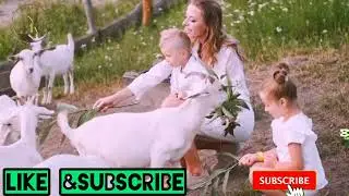 The Most Amazing Crazy Goat Attacks Ever Caught On Camera - Funny Animals|32 baby goat morning🤔💓👇👍
