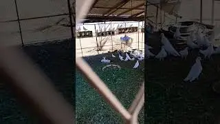 #awesomebirds and rabbit