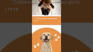 #FunnyDogQuotes #DogHumor #DogLovers #FunnyPets #DogLife #PetComedy #DogsAreLife #DogOwners