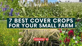 7 Best Cover Crops for Your Small Farm 🌷🌾 // Gardening Ideas