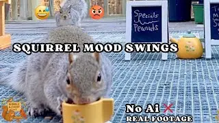 Cranky Squirrels Growling & Running Around  🐿️ 🤣  Real Wildlife