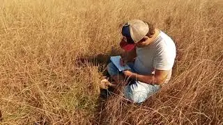 Salventius - Drawing in a Linefield