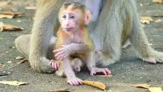 Sweet Moment: Baby Monkey Sleeping Safely Beside Its Mom
