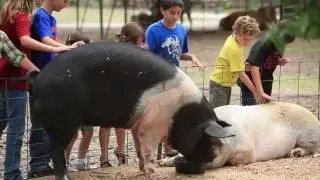 Green Meadows Petting Farm