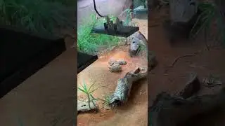 tortoise facts #minivlog #8millionviews #70s #interesting #2025