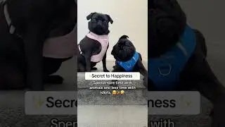 I Found the Secret&hellip; to Happiness. 💗🤗 #dogmom #dog #pug