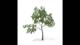 Birch tree 3d model No 1 Summer