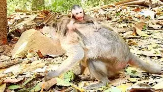 Please give milk to baby!!! Baby angry Jade until convulsive, Very pity on Julina hungry so much 269