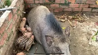 l just got home from work and found a wild boar biting the nest @Countrylifemylittlefarm 