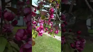 I Just Love Spring! #nature #calgarylife
