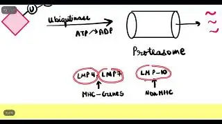 Endogenous Pathway of antigen representation by the MHC Class I   Immunology lecture - 3 (Unit 3)