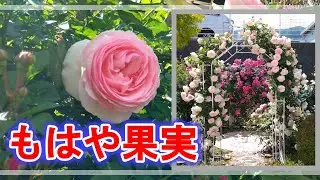 ピエール ドゥ ロンサールのアーチが満開となりました！◆綺麗に咲いたバラを厳選してご紹介(._.)