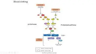 Blood biomaterial interaction