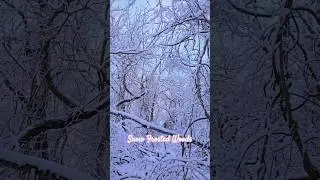 Snow Frosts the Forest with Winter Serenity ❄️ #snow #snowfall #snowyforest