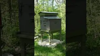 The Keeper&rsquo;s Hive Queen Update Pt.1 #beekeeping #beekeeper #beehive #keepershive #queen #queenbee